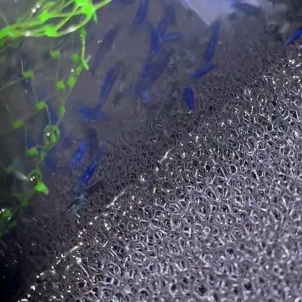Blue Dream Shrimp aquarium fish