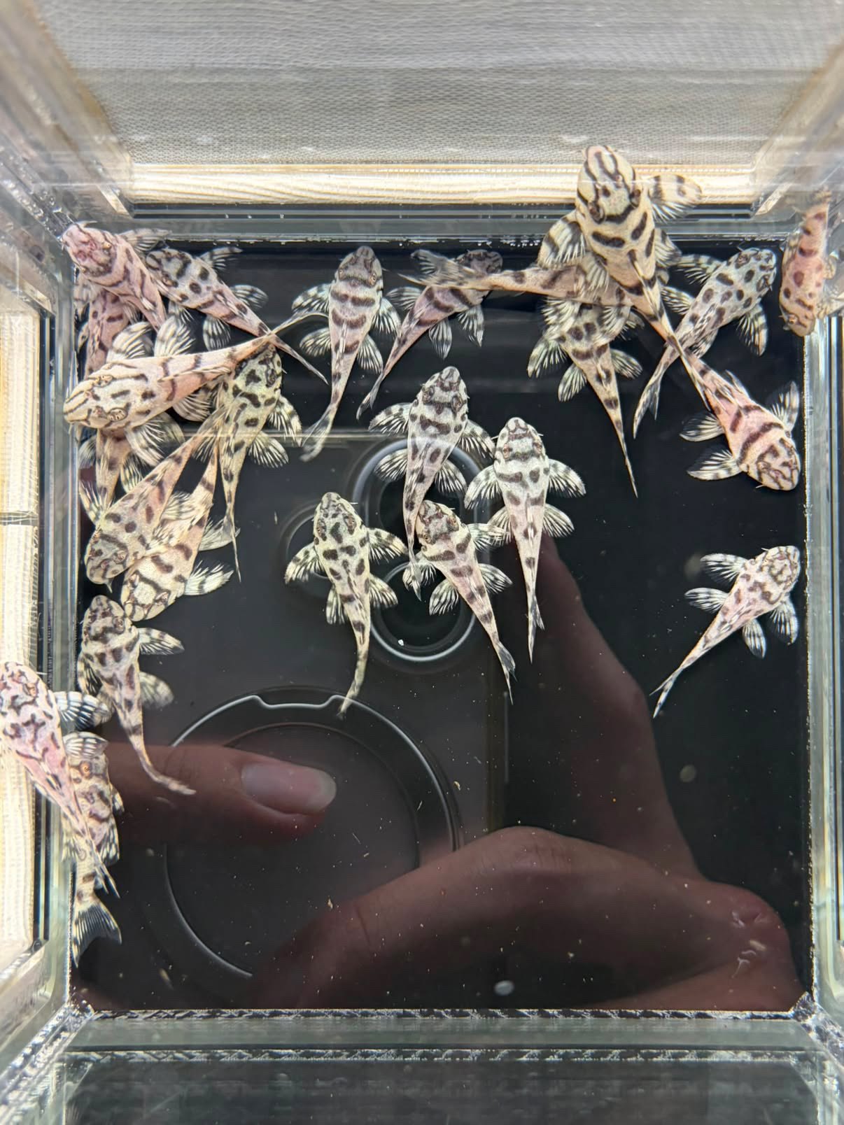 L236SW Super White Pleco - RB Quality aquarium fish