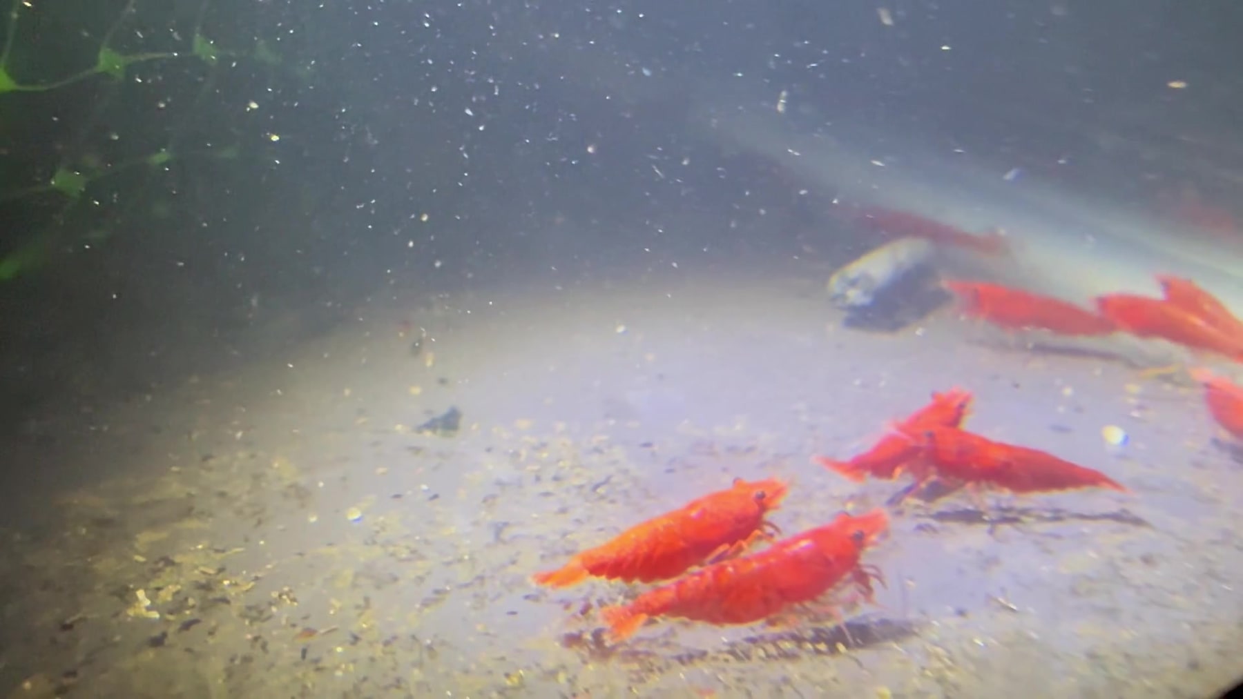 Red Cherry Shrimp aquarium fish