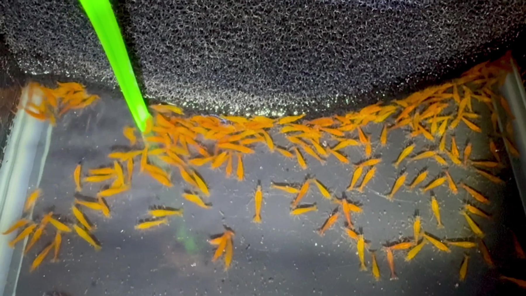 Orange Sunkist Shrimp aquarium fish